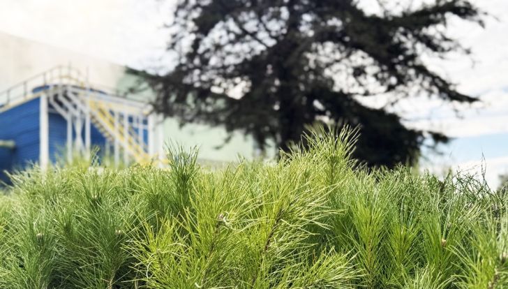 Borçelik, 700 bini aşkın fidanı doğaya kazandırdı